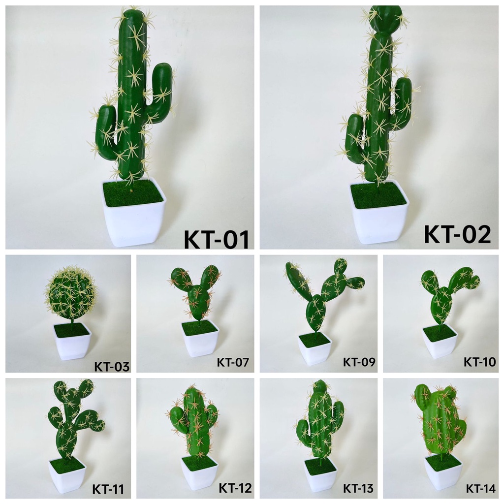 COD KAKTUS MINI KAKTUS PAJANGAN BUNGA KAKTUS TANAMAN SUKULEN TANAMAN HIAS KAKTUS HIAS BUNGA HIAS BUN