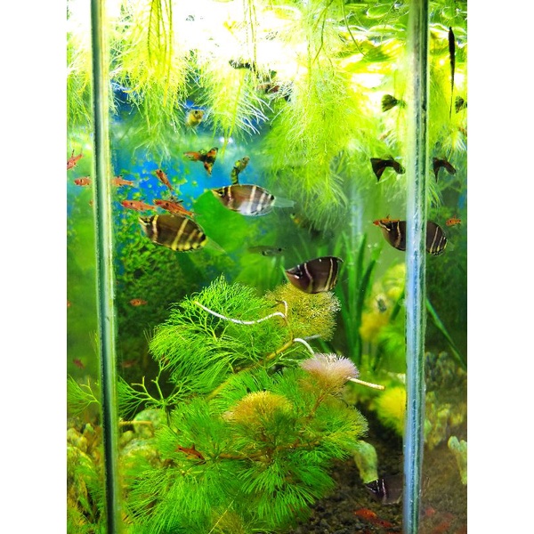 10ekor coklat gurame hiasan aquascape (Sphaerichthys osphromenoi)