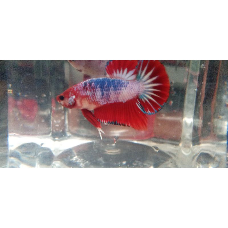 ikan cupang hias plakat jantan