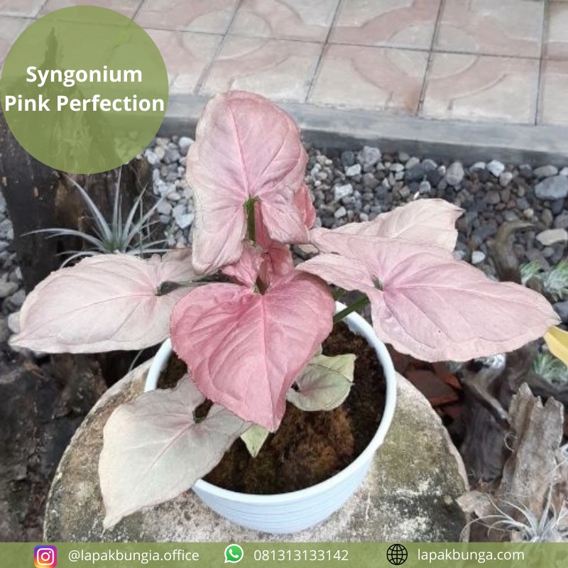 Syngonium Pink Perfection