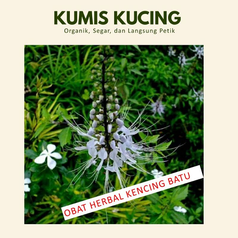 

herbal daun kumis kucing segar fresh buat kencing batu 500gram murah