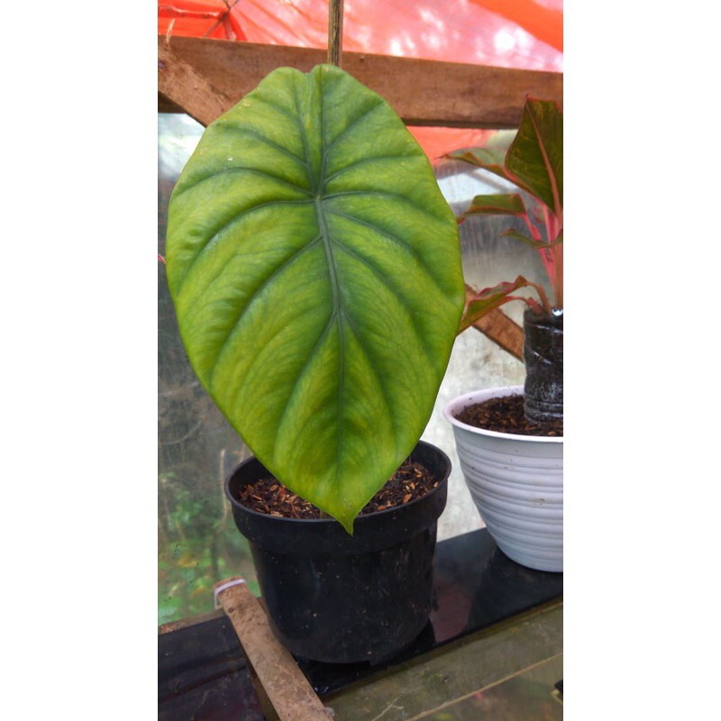 Alocasia cuprea (keladi tengkorak hijau)