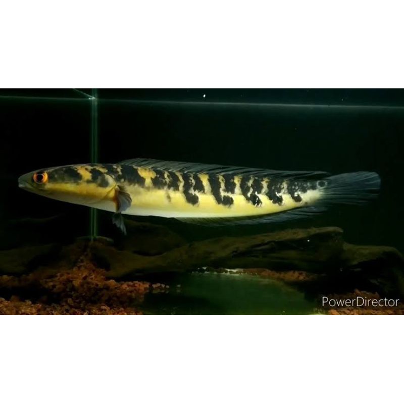 ikan hias channa maru yellow sentarum size 3-4cm GARANSI HIDUP SAMPAI TUJUAN