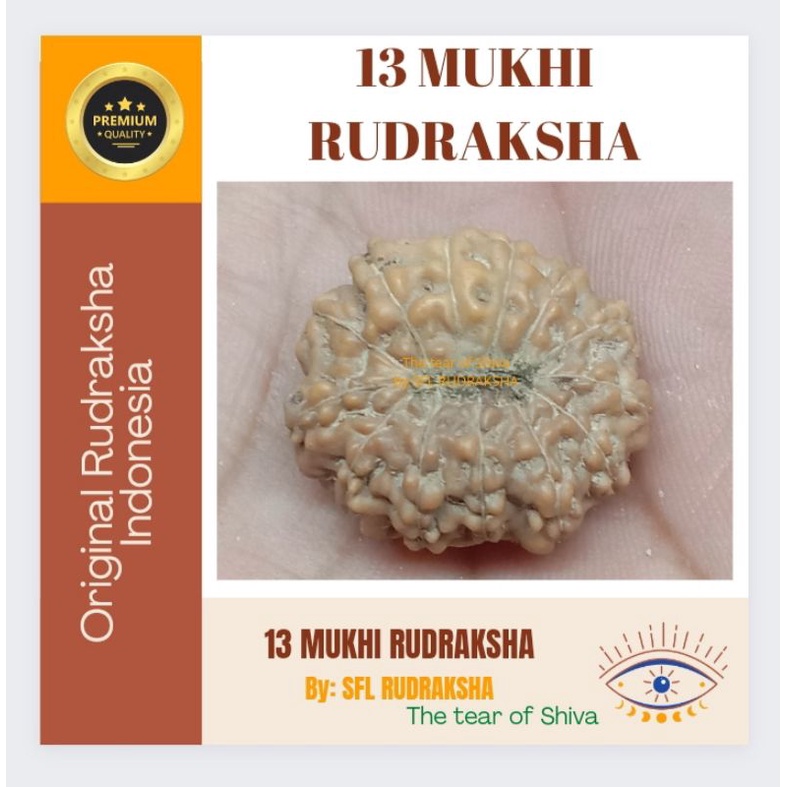13 MUKHI RUDRAKSHA size 20mm
