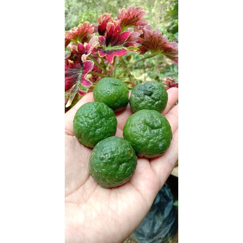 

JERUK LIMAU / JERUK SAMBEL Kemasan 1Kg