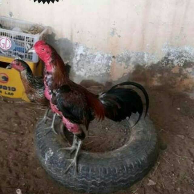 ayam: jenis ayam ninja asli