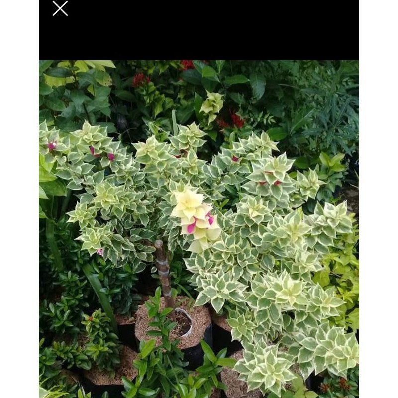 bunga Bougenville singapur varigata