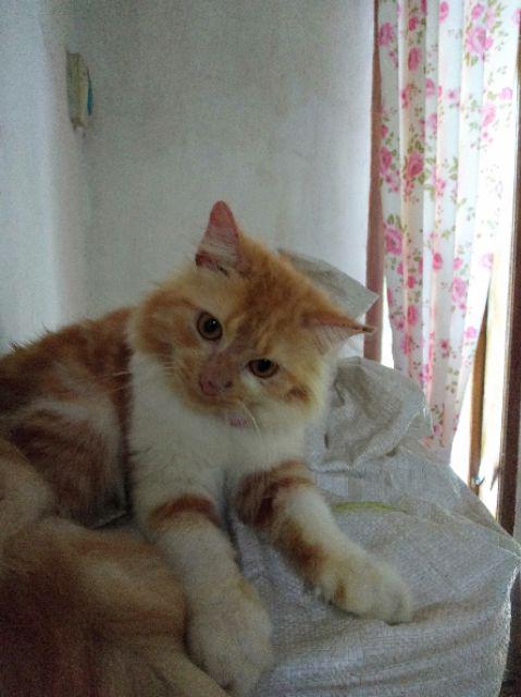 Scadix Spray Cat  60 ml Original Obat Anti  Jamur  Scabies  Scadix Spray Cat  60 ml Original Obat Anti  Jamur  Scabies