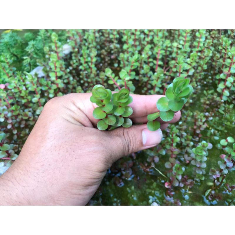 Tanaman Aquascape Rotala blood red/Cup