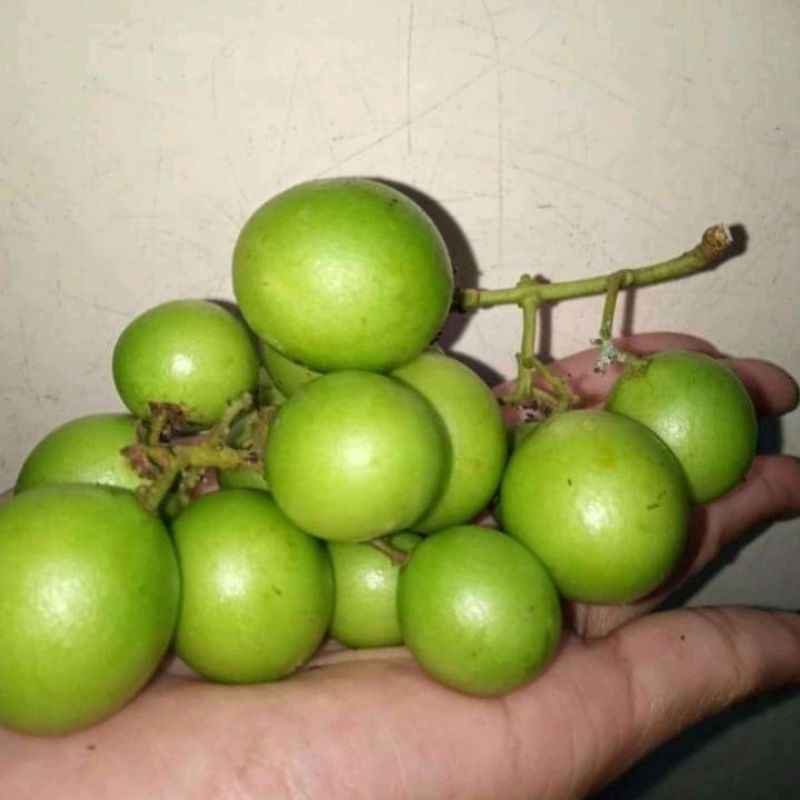 

buah gandaria segar 500 grm