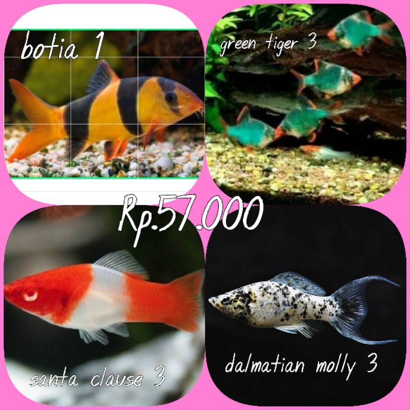 paket ikan hias aquascape botia 1, green tiger 3, santa clause 3, molly dalmatian slayer 3