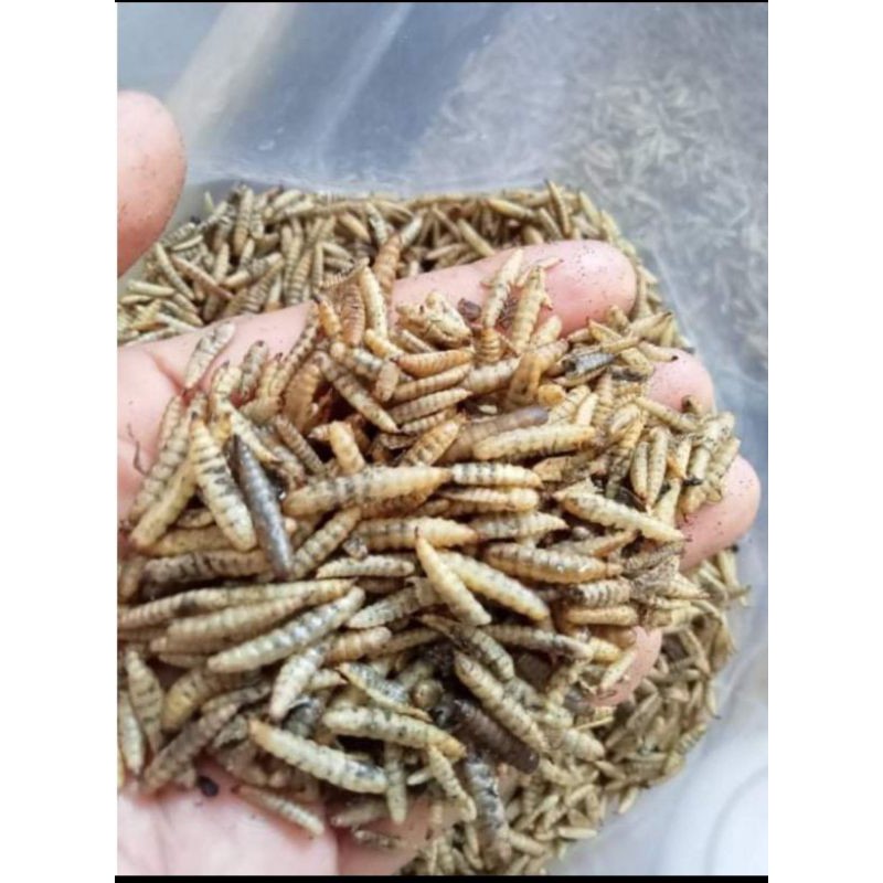 Warna kuning kemerahan Maggot magot kering 100 gram pakan ikan hias koi, louhan, arwana, reptil dll