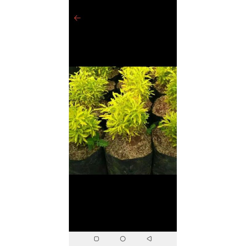 tanaman hias brokoli - brokoli