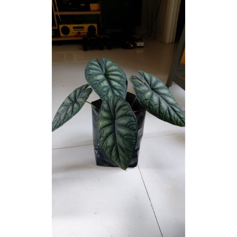 [JAKARTA] BONGGOL KELADI TENGKORAK ALOCASIA DRAGON SCALE / SILVER