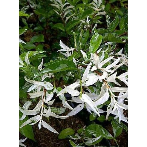 Tanaman Hias Anting Putri Salju Bukan Biji