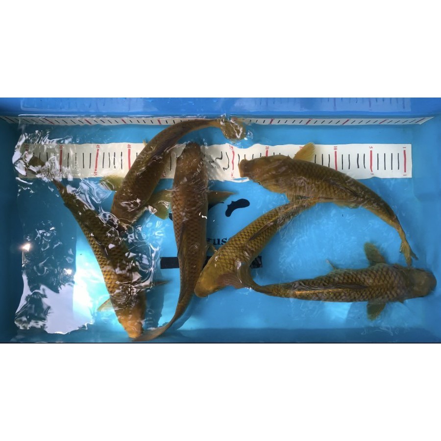 Ikan Koi Midori / Midorigoi size 29-30 cm