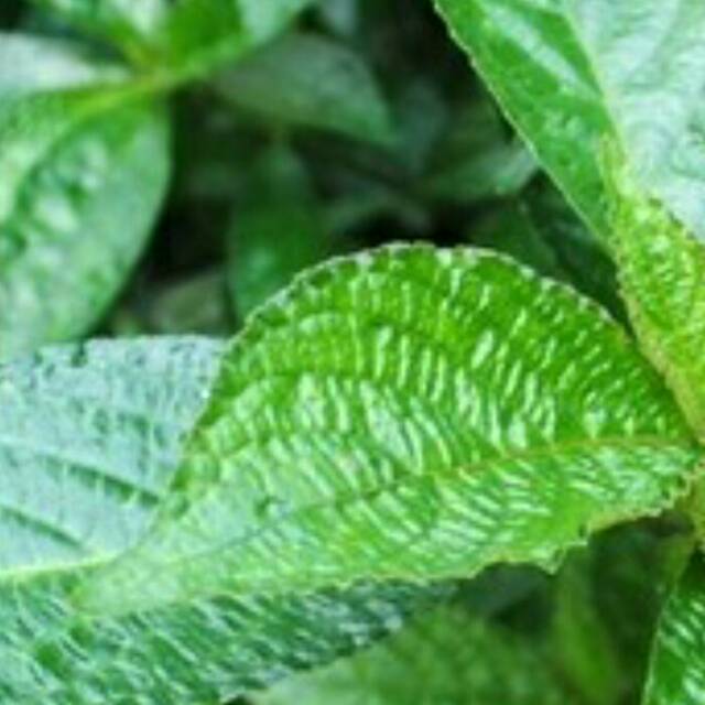 

daun segar keji beling atau pecah beling termurah