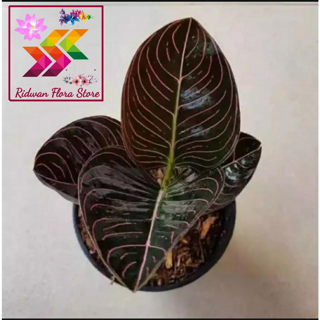 Tanaman hias aglonema rotundum aceh - aglonema rotundum aceh