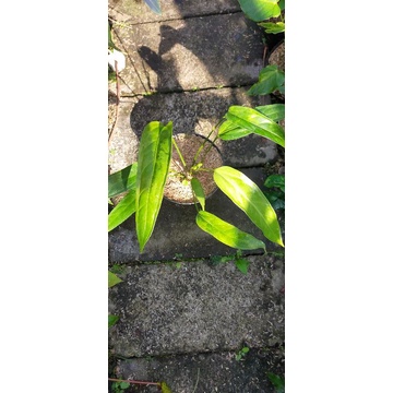 anthurium lea size remaja