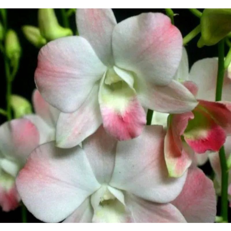 Pohon Anggrek Dendrobium Siap Spike Airy Peach Dewasa