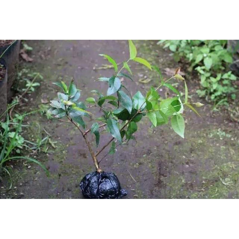 Bibit Bonsai Dewandaru Sianto