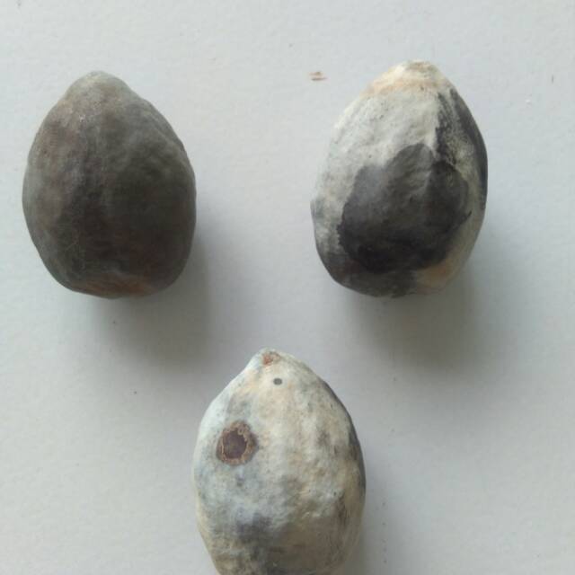 Muncang adu jawa super/pedang atahan