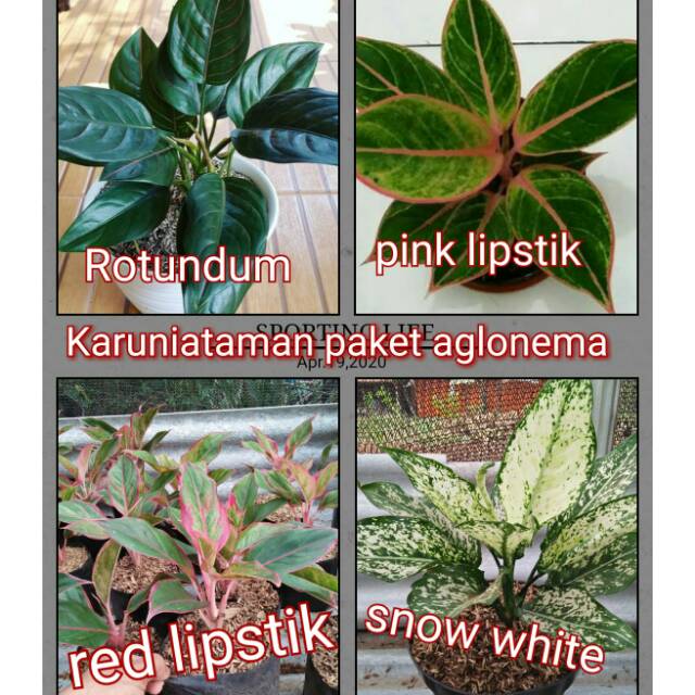 Tanaman aglonema, rotundum,  pink lipstik,  red lipstik,  snow white