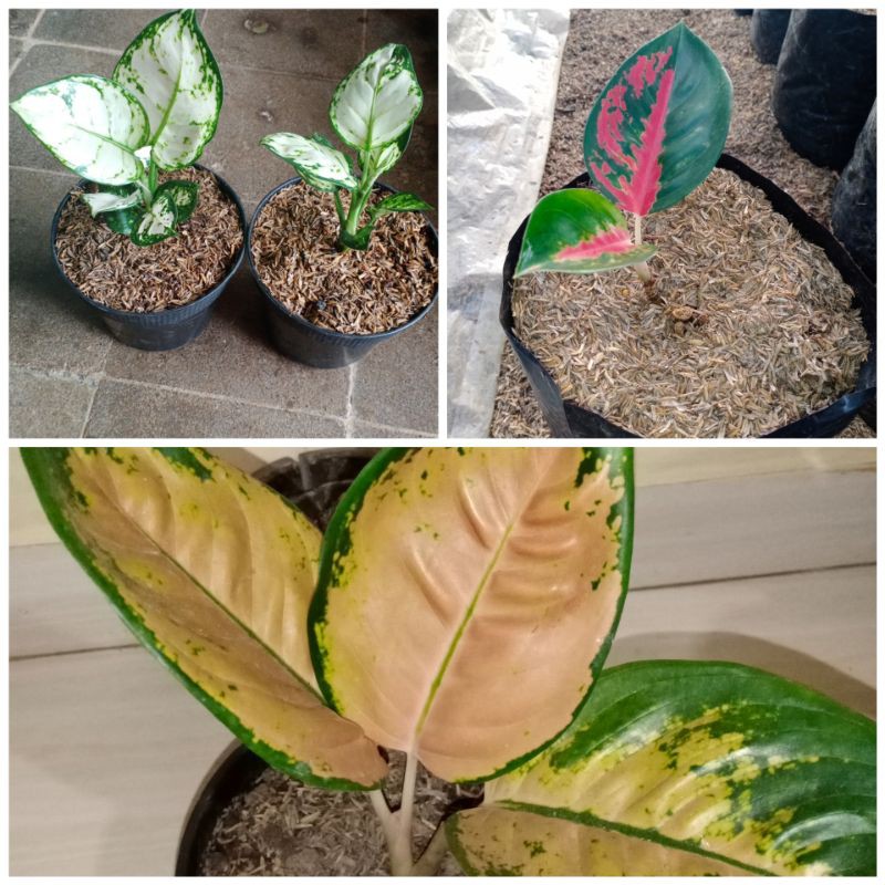 BUNGA AGLONEMA/PAKET AGLONEMA 3 BTG