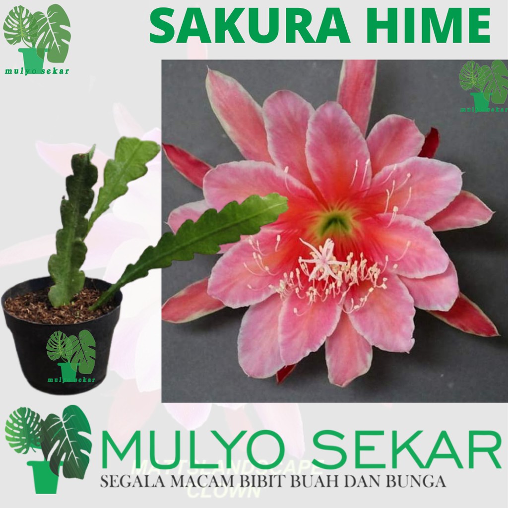 tanaman wijaya kusuma sakurahime Bibit bunga besar Epiphyllum (Bergaransi)