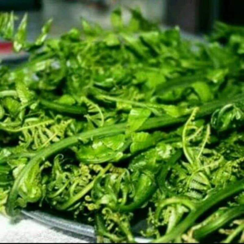 

250GRAM Pakis Sayur Segar Baru dipetik siap kirim