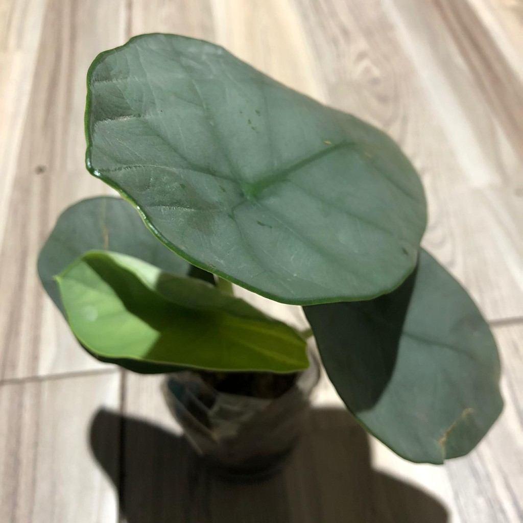 rawatan Alocasia melo badak 4 daun | melo kapuas | alocasia chaii alocasia chai