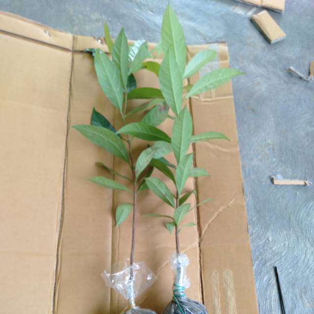 Salam // bibit daun salam