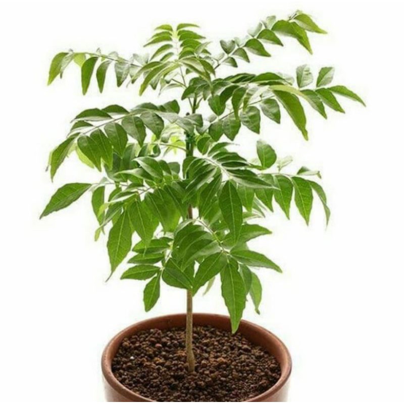 Pphon Salam Koja / Pohon Daun Kari Bibit Tanaman Salam Koja / Pohon Kari