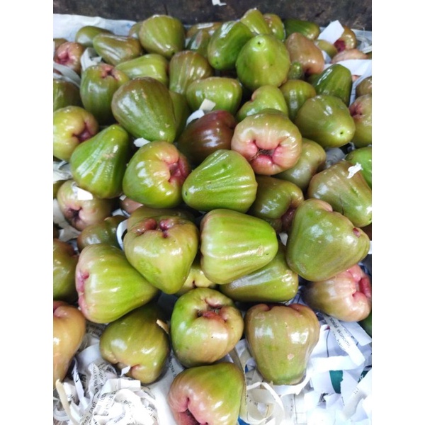 

jambu citra ijo /1 kg