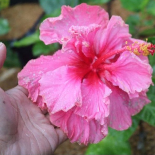 bibit tanaman hias bunga sepatu hibiscus tumpuk pink jumbo - bibit kembang sepatu bangkok