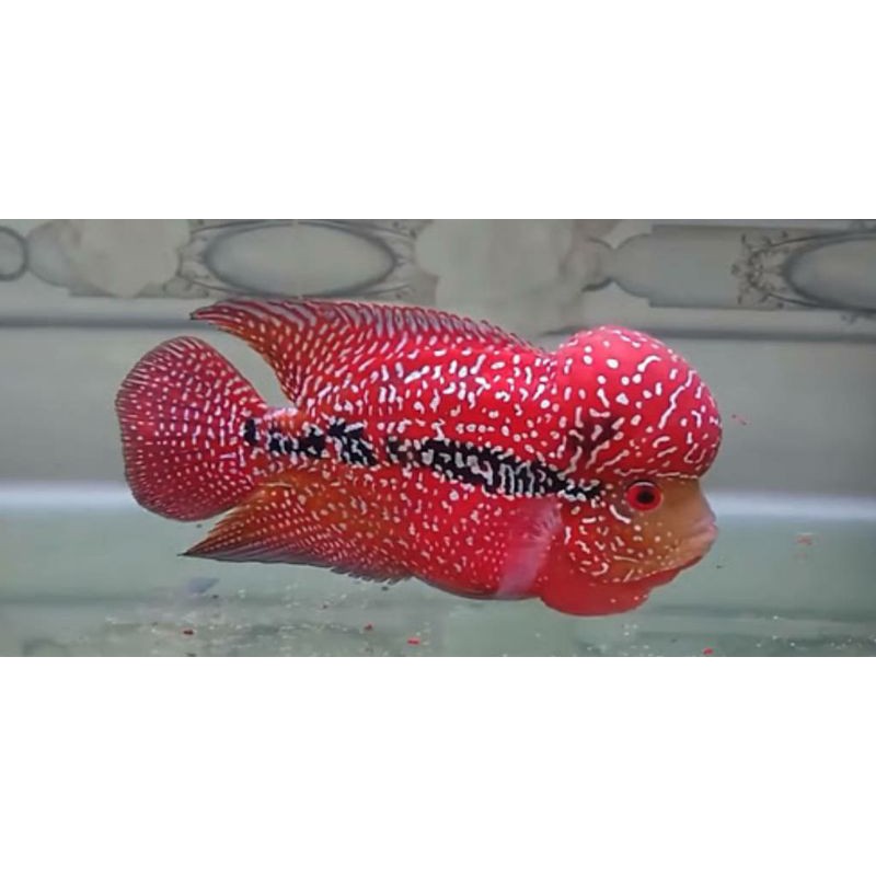 ikan louhan Kamfa F2/GB Gen Ori 2-4 cm 3 bonus 1