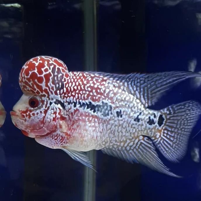 Diskon (Bandung) Ikan Hias Louhan Super Red Magma Srm Flowerhorn Air Tawar