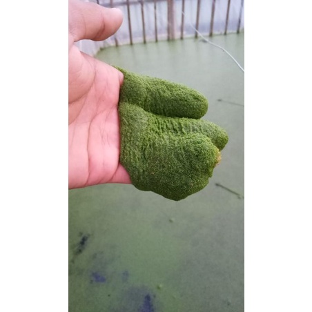 BIBIT WOLFIA 150GR BENIH WOLFFIA