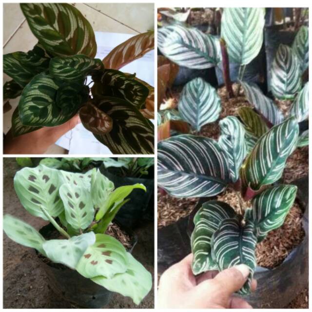 Paket 3 tanaman hias calathea - tanaman hias calathea levonerow ornata makoyana - tanaman hias