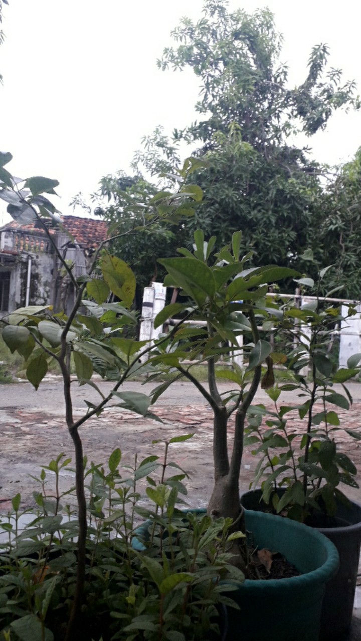 Maura Couple - Sania Ruffle Batik Couple | Batik Couple Modern | Couple Batik