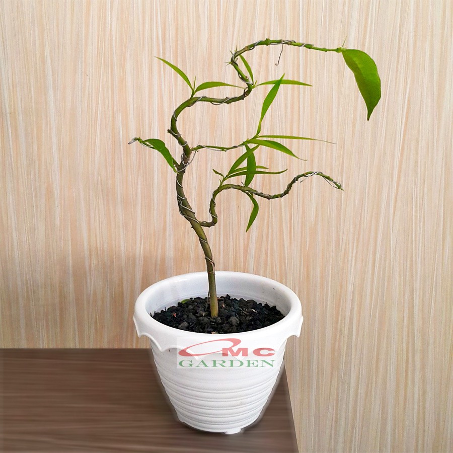 Tanaman Hias Obat Bonsai Pohon Mahkota Dewa Simalakama B-MD-001