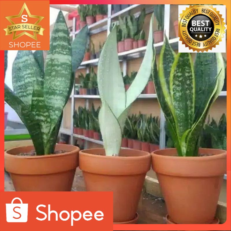 paket 3 jenis tanaman lidah mertua
