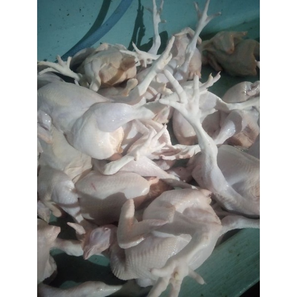

ayam broiler fres