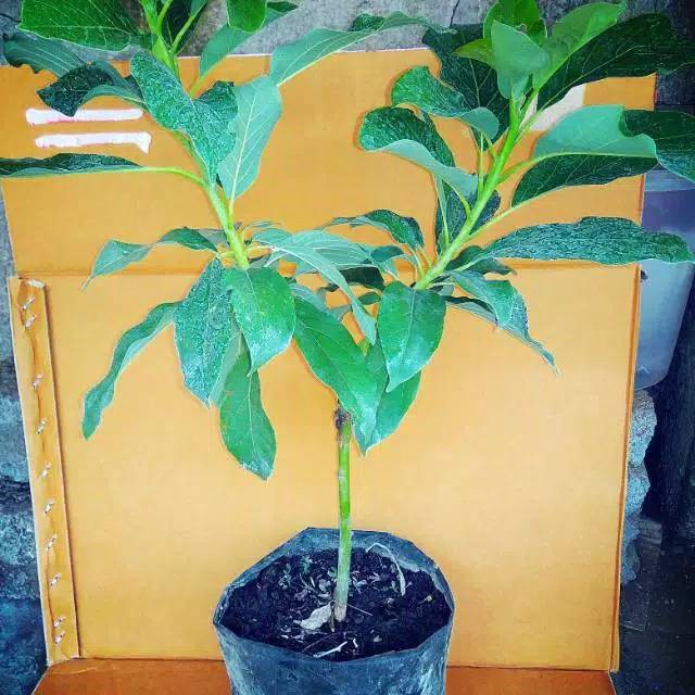 paket 3 bibit sawo jumbo,apokat mentega,jambu bangkok