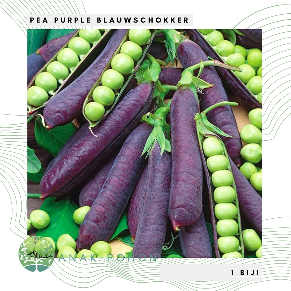 Benih Bibit Biji - Purple Snap Pea Blauwschokker Kacang Polong Ungu Seeds - IMPORT