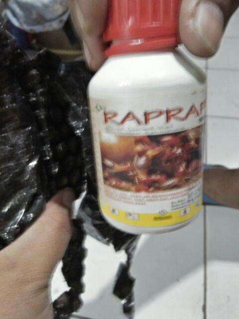 Obat Rayap Raprap