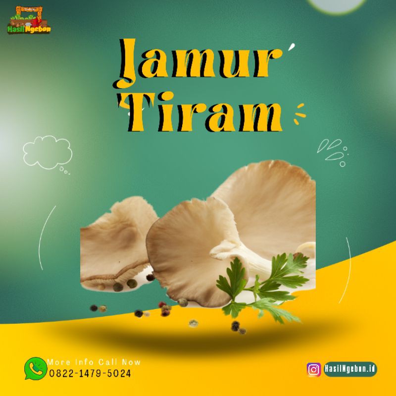 

JAMUR TIRAM 250GR