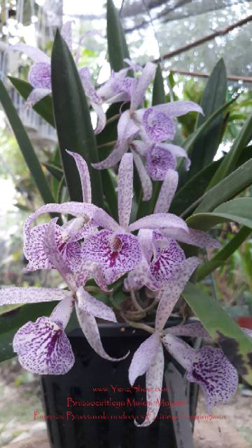 Anggrek Brassavola maikai Mayumi rumpun besar