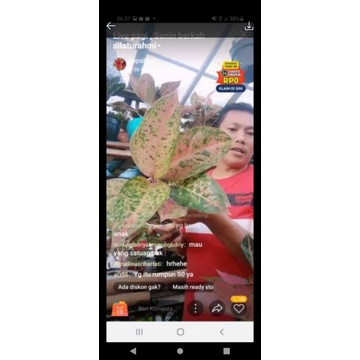 aglonema big roy mutasi