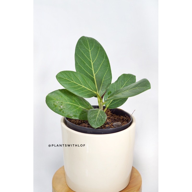 Ficus Audrey (Import)